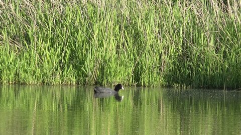 coot Swimming in  the pond