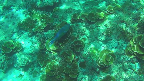 Tropical underwater world, Blue Parrotfish, Similan Islands, Thailand