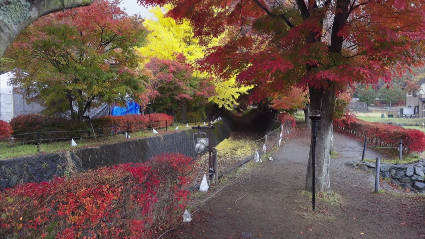 Momiji Maple Tunnel In Autumn Stock Footage Video 100 Royalty Free Shutterstock