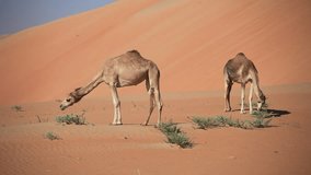 Middle eastern camels in a desert, UAE