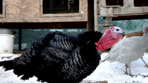 Poultry Farm, Turkey on farm, Thanksgiving Turkey, A crowing Turkey,