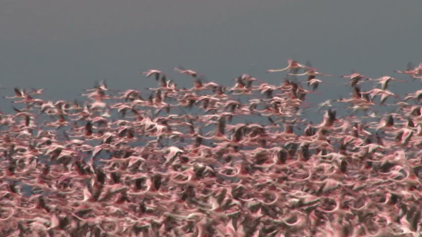 Mass of flamingos and other birds in flight
