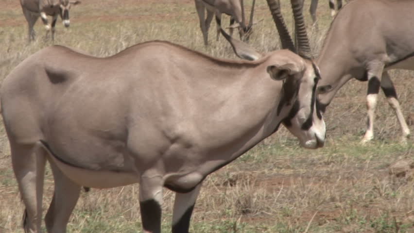 Red-billed Oxpecker, tick bird, feeding in Oryx's ear.