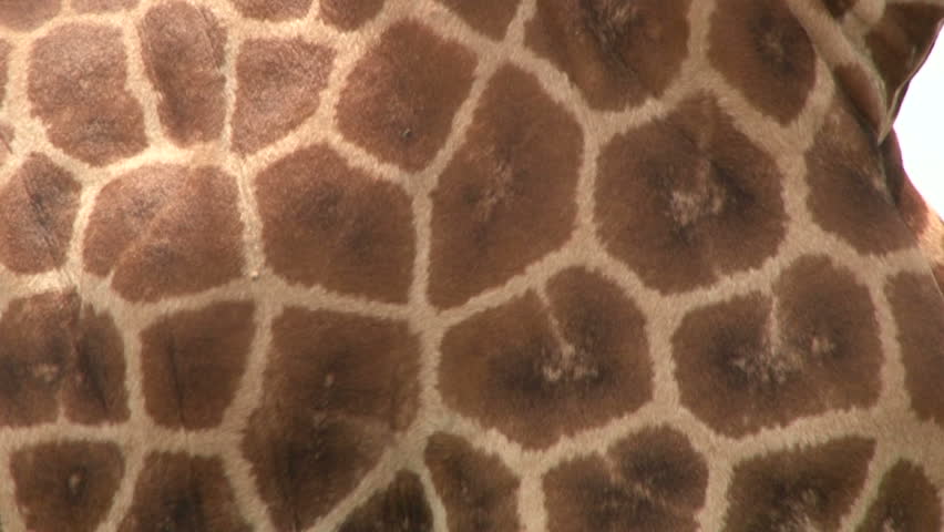 The patterns of a Rothschild giraffe.