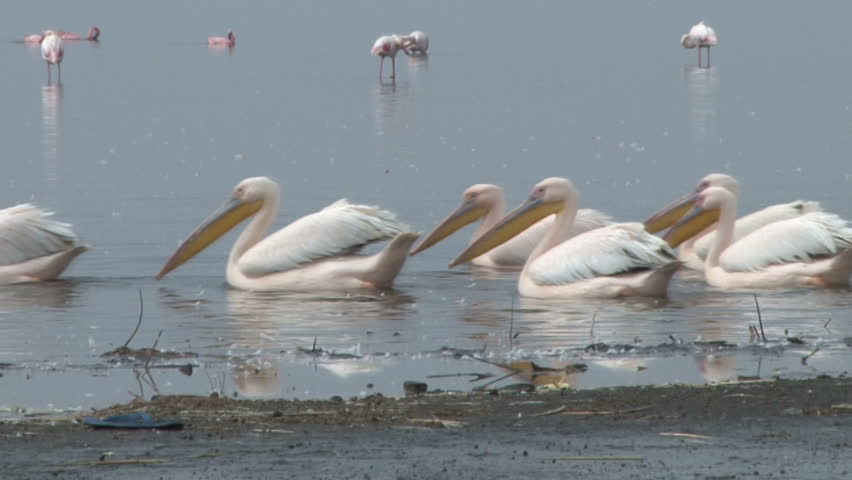 Pelicans swim by flamingos