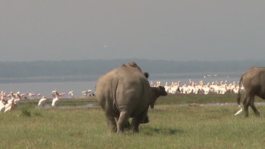 A rhinoceros walking away from the camera.