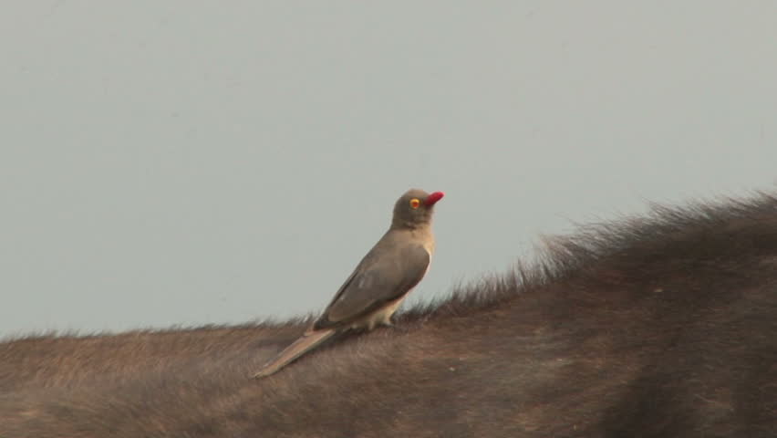 Red-billed Oxpecker, tick bird,  on the back of a buffalo.