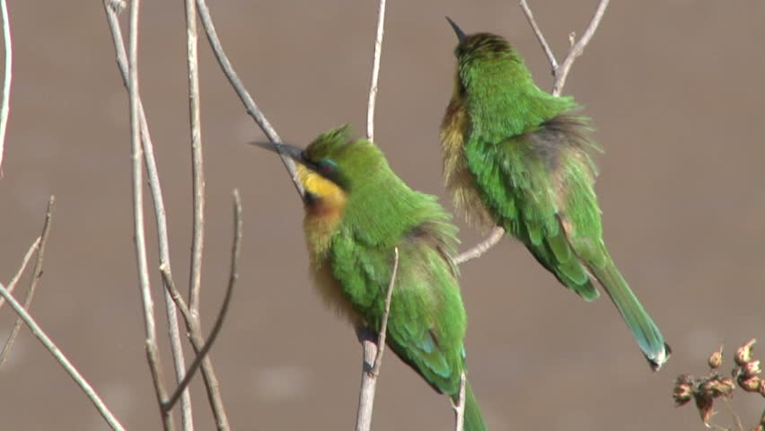 Two little bee eaters.