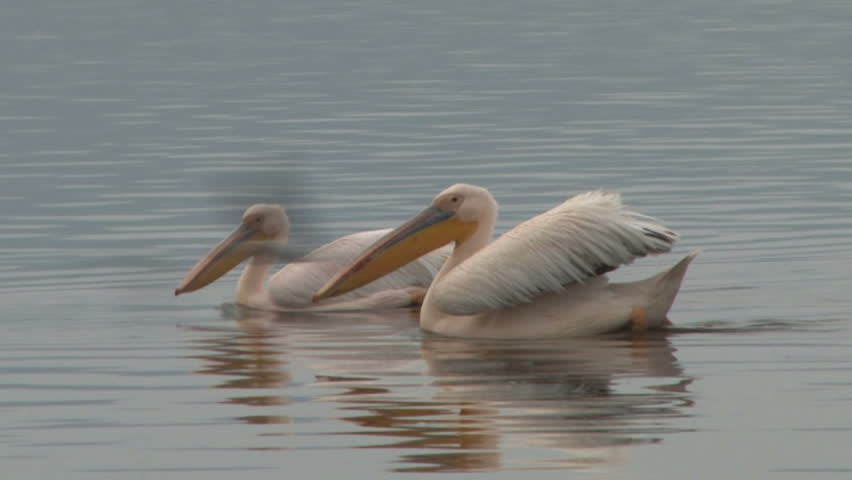Two pelicans swimming.