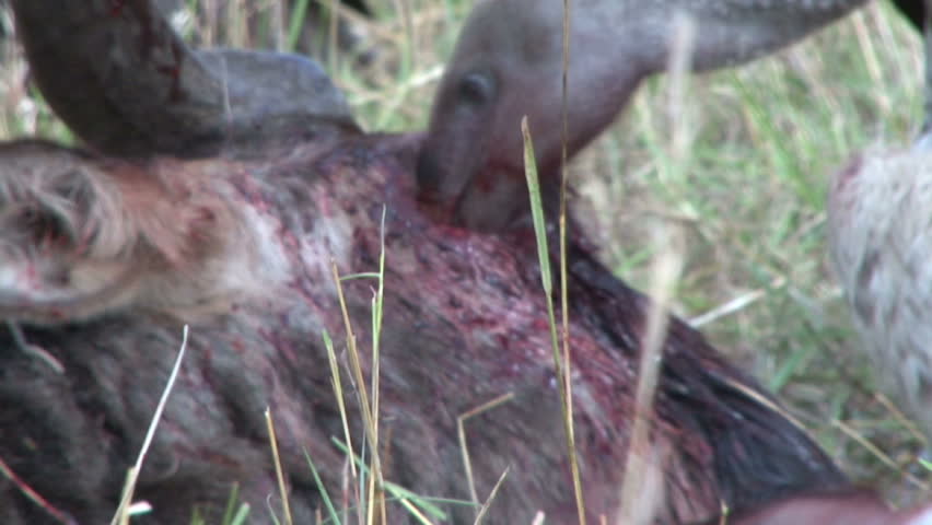 Vulture eating the eyes of a dead gnu.