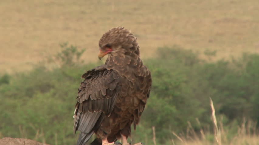 A young vulture.