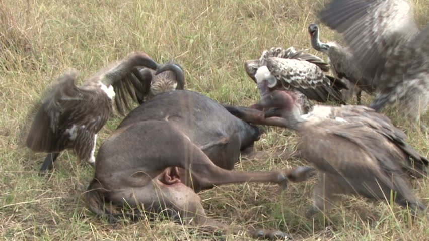 Vultures feed on a freshly dead gnu.