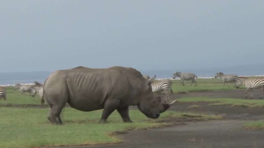A white rhino walks by a herd of zebras.