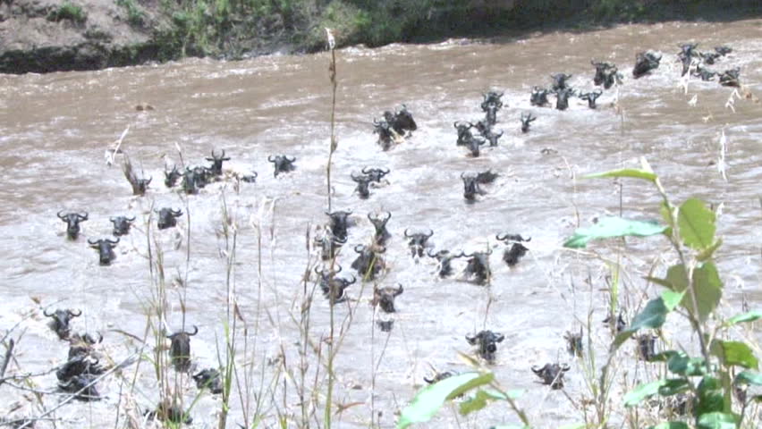 Wildebeests caught in a strong current while crossing a river