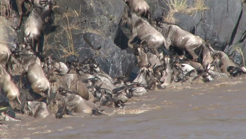 Wildebeests crossing the Mara River.