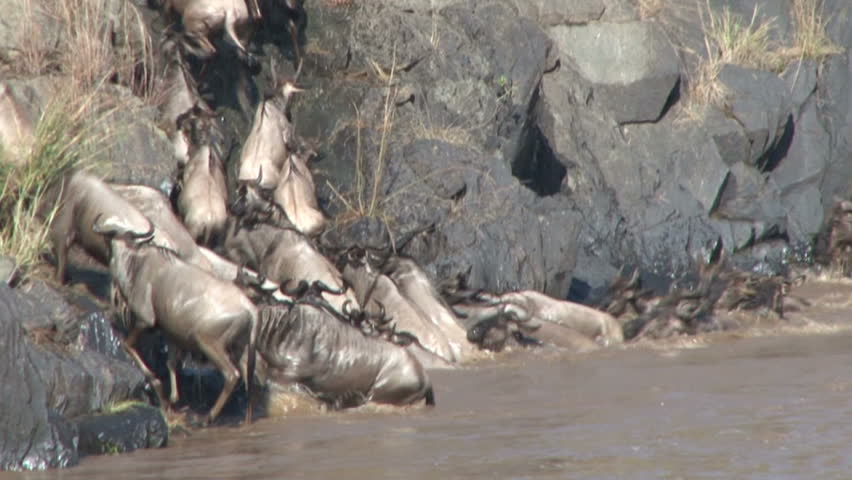 Wildebeests crossing the Mara River.