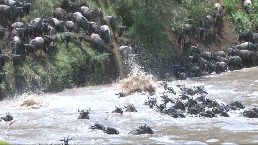 Wildebeests jumping into the river.