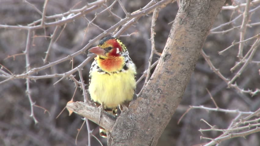 Yellow and red barbet.