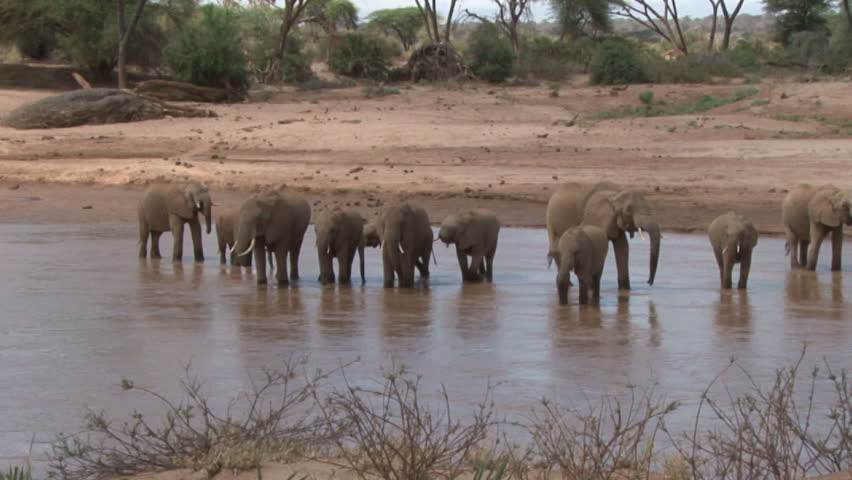 Zoom in of elephants drinking.