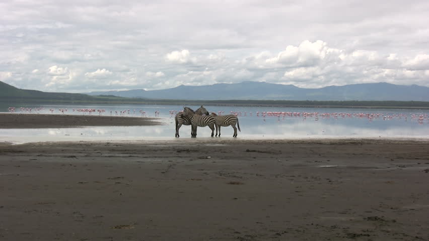 Three zebras grooming themselves on a lake shore.