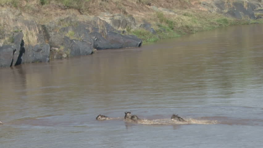 Long shot of wildebeests crossing river.