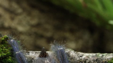 Very tight shot of Gooty Sapphire Ornamental Tree Spider.