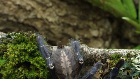 Tight shot of Gooty Sapphire Ornamental Tree Spider.