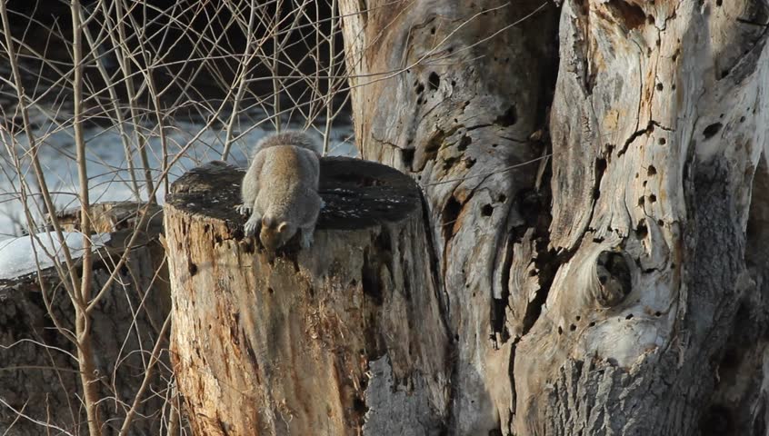 A gray squirrel chewing on the bark of a dead tree stump.