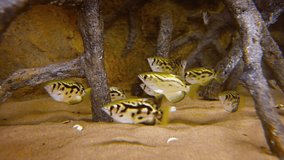 Small school of archerfish. huddled together for protection under artificial mangrove roots in a popular. public aquarium. Video 4k