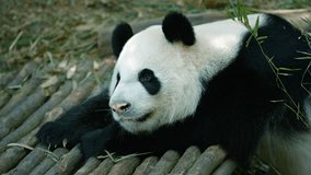 Panda raises his head and looks at the camera before resuming his nap in his habitat enclosure at a public zoo. Video 4k