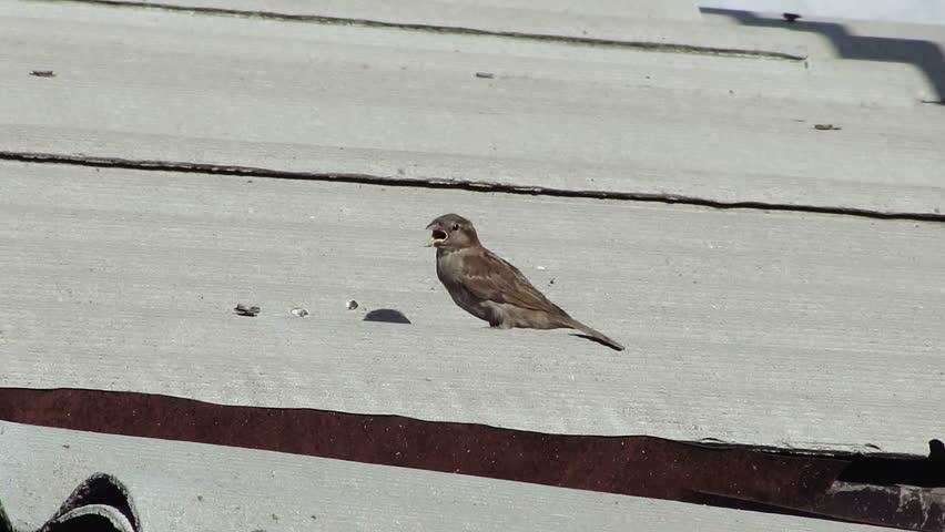 Small sparrow on the roof