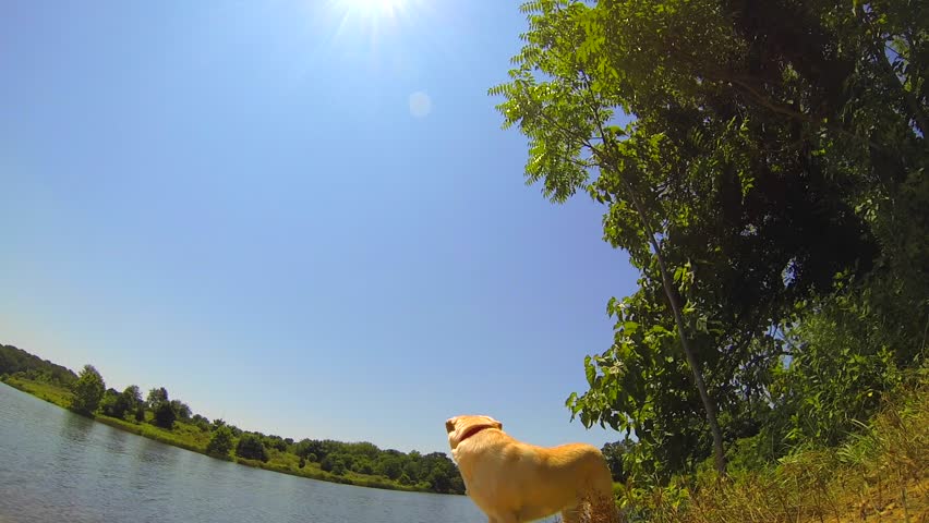 Dog on Edge of Lake