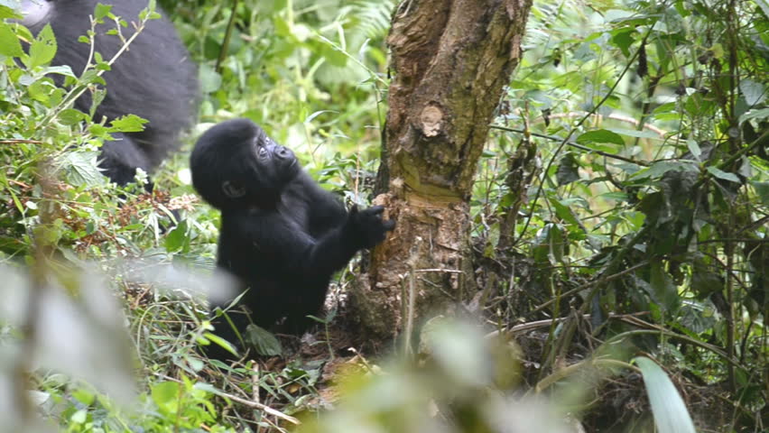 Mountain gorilla in the impenetrable Forest in Uganda, Bwindi National Park, Africa Royalty-Free Stock Footage #14269193
