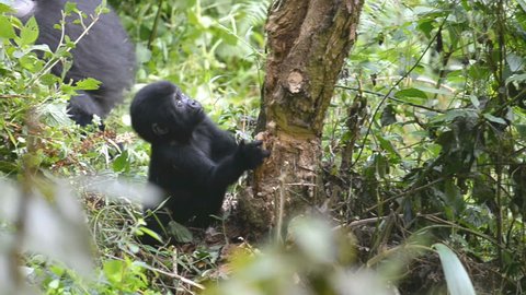 Mountain gorilla in the impenetrable Forest in Uganda, Bwindi National Park, Africa