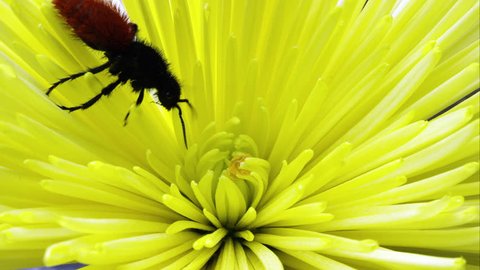 Magnificent Velvet Ant crawling on a yellow flower.