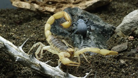 Desert Hairy Scorpion and Blue Death Feigning Beetle.
