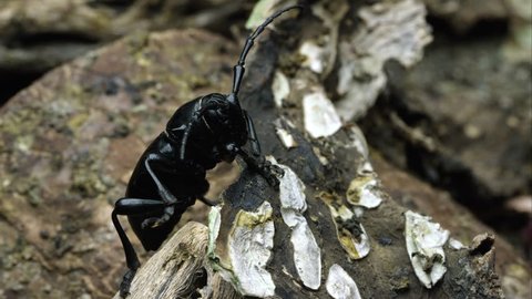 A cactus longhorn beetle crawling over a piece of bark.