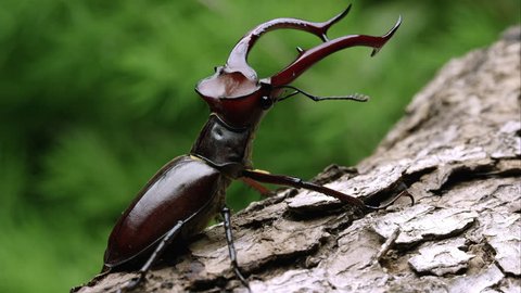 Tight shot of a Elephant Stag Beetle on some tree bark.