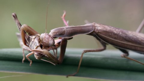 Tight shot of a grasshopper of being eaten by a praying mantis.