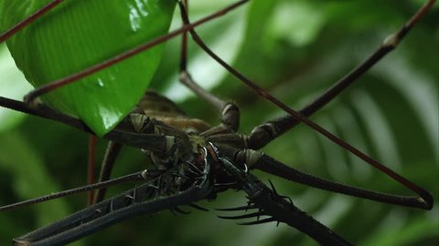 Tight shot of a Bates's Giant Whip spider hanging from a leaf.