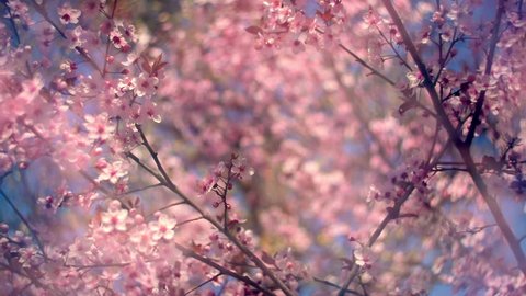 Blooming pink cherry branch on the wind with soft blur effect against blue sky background. Delicate nature view of Japanese Sakura. Shallow dof. Slow motion full HD footage 1920x1080
