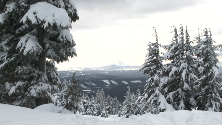 Camera pulls out as downhill skier passes by, going through the trees at Mt Hood, Timberline in Oregon.