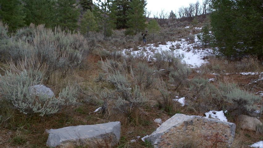 Harris Hawk flying from falconer toward and landing on the camera.