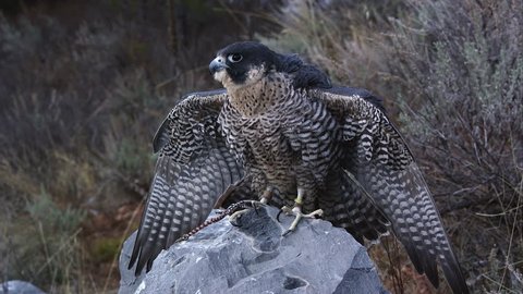 Tethered peregrine falcon perched on a rock.