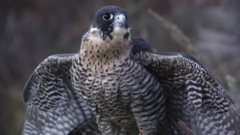 Perched peregrine falcon rustling its feathers, closeup.