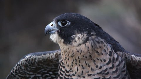 Tight shot of peregrine falcon's head as it looks around.