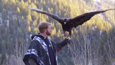 Golden eagle perched on falconer's arm.