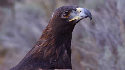 Tight shot of golden eagle's head.
