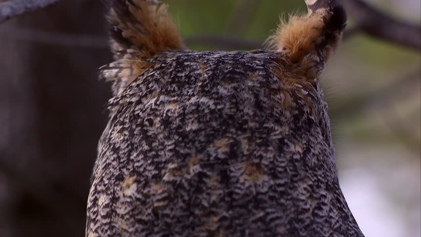 Great horned owl's head swiveling and hooting with big bright yellow eyes. Royalty-Free Stock Footage #14275055