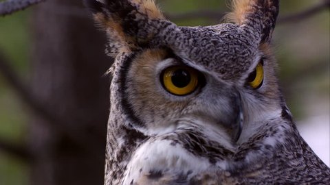 Tight shot of great horned owl's head swiveling and hooting.
